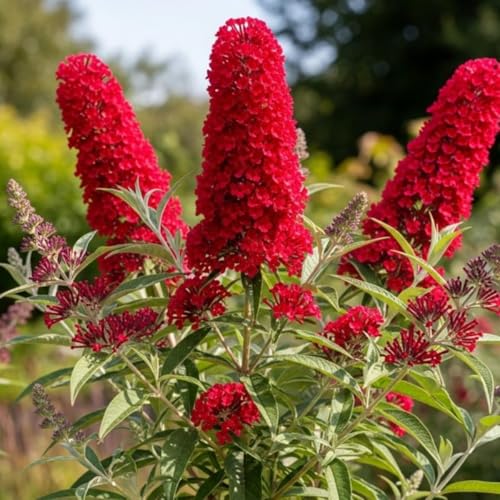 AVERAR 6 Months Old Red Butterfly Bush Live Plant, Butterfly Bushes Ready to Plant Outdoor, Buddleia Plant Bush Shrub 5-7 Inches Tall, No Pot