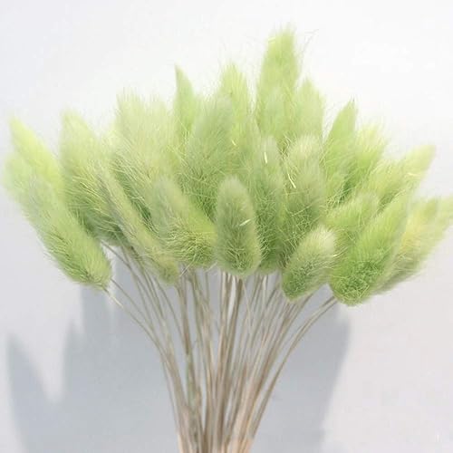 Miniatura 2 de Decoración del hogar, flores secas de cola de conejo Lagurus Ovatus, flor real, hierba seca de flores eternas, ramo de flores, accesorios de tiro de