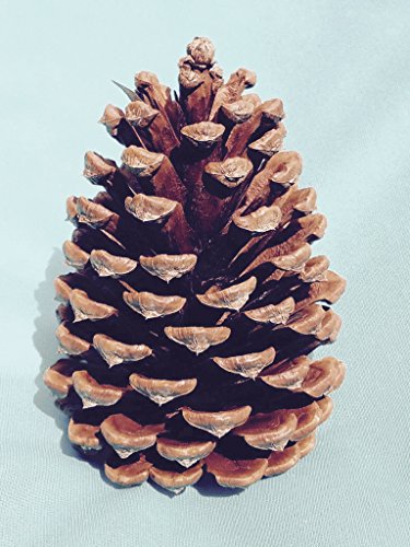 Bixby Blossom Farms Bag of 10 Large Fully Opened Longleaf Pine Cones Natural Freshly Harvested