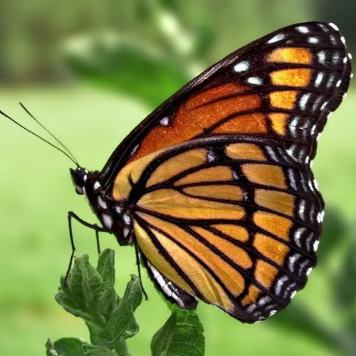Toxic Butterflies Fool Evolutionists