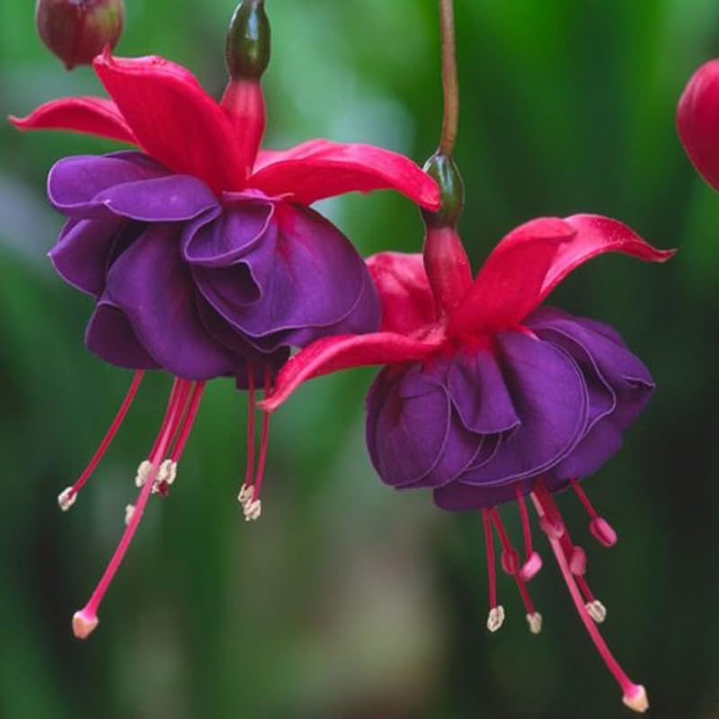 Purple Red Fuchsia Plant