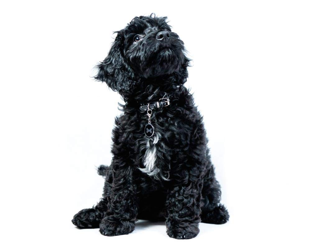 znwrr 5D Diamond Painting a Black Cockapoo Puppy Dog Looking up Crystal Rhinestones Embroidery Pictures DIY for Decor Wall Stickers 40x50cm