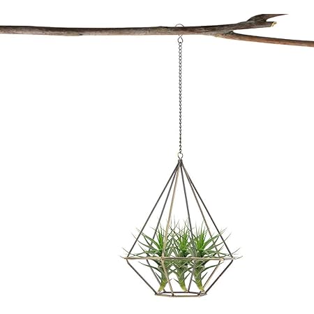Amazon Co Jp Topincn 植木鉢ホルダー アイアン プラントハンガー エアプランツ ハンギング 植物ホルダー 観葉植物 プランターハンガー ハンギングプランター S Diy 工具 ガーデン Amazon Co Jp Topincn 植木鉢ホルダー アイアン プラントハンガー エアプランツ ハンギング 植物ホルダー 観葉植物 プランターハンガー ハンギングプランター S Diy 工具 ガーデン