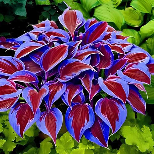 Image of Hosta Seeds For Planting (200 SEEDS) Low Maintenance - Grow Indoor /Outdoor Both - Grow Year Round (PURPLE RED DUO)