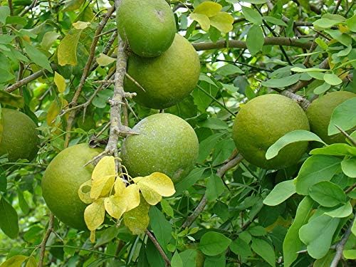 Aegle marmelos Bael Fruit Tree Seeds Fragrant Flowers Good Container Plant (10 Seeds)