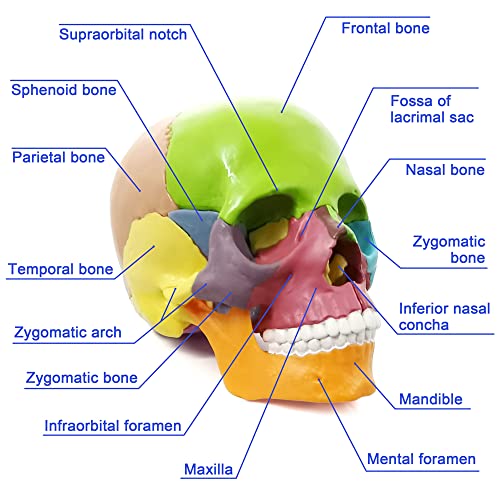 HADWYN 15-Parts Puzzle Anatomy Skull Model,Colorful Medical Brain Model,Human Anatomy Exploded Skull Detachable Medical Dental Clinic Teaching Equipment,with Detailed Manual - Thumbnail 3
