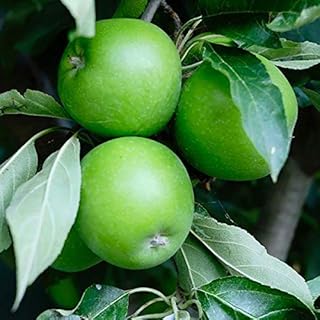 Granny Smith Apple Tree - Grow Fresh Fruit - Live Plants Shipped 3 to 4 Feet Tall by DAS Farms (No California)