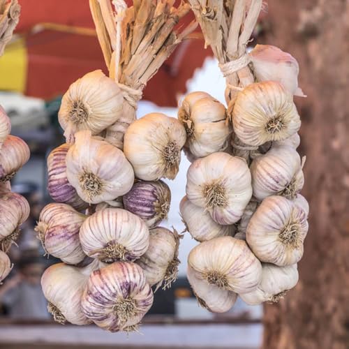 Garlic Seeds, Vertical Garden Pick, Wall Planter fillers, Small-Space Landscape Accents 350pcs