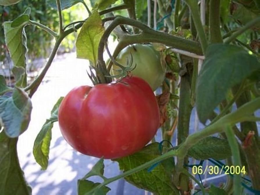 ミュージシャン tomato Tomato – Sai Cosa Sento Per Te Vinyl 7