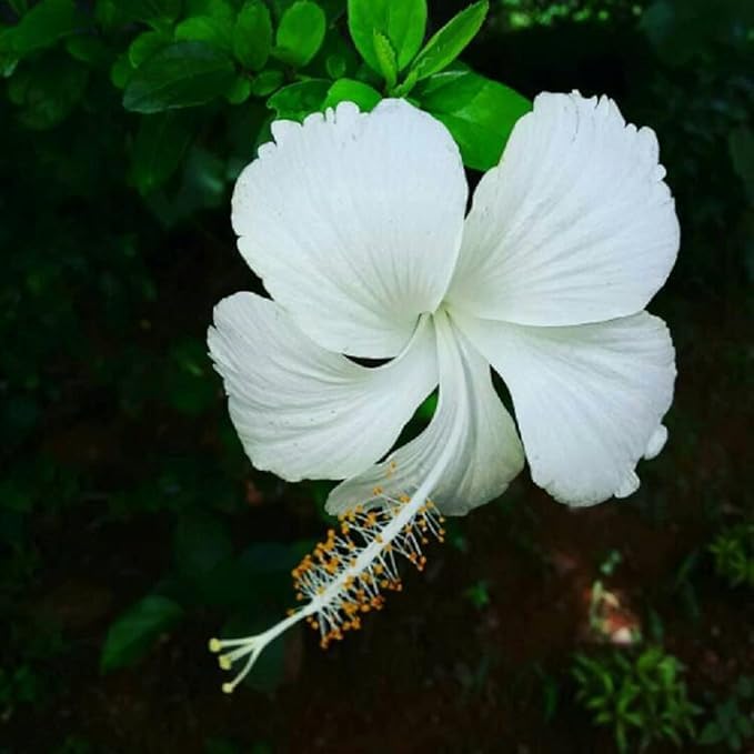 Image of Rare Live Hibiscus Gudhal (गुडहल) Flower Plant, Live Garden Plant Nursery Outdoor Living, Hibiscus rosa-sinensis Flower Plant, Lucky Plant For Home