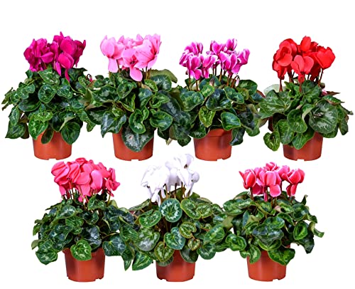 POWERS TO FLOWERS - CICLAMINO A FIORE PICCOLO SET 7 PIANTE, IN VASO 10CM, piante vere