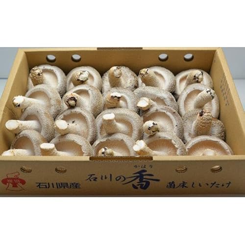 [復興支援]能登の大地と大自然が育んだプリップリ♪の「能登産しいたけ1kg」