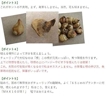 Amazon | チューリップ カラフルファイブカラーコレクション 色