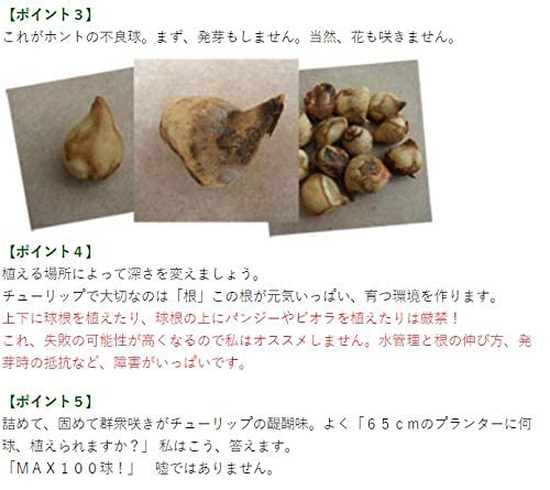 Amazon | チューリップ カラフルファイブカラーコレクション 色別5色各