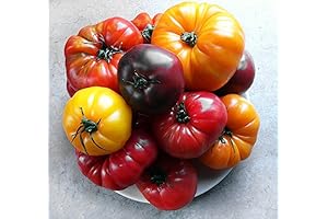30+ Rainbow Deluxe Tomato Seeds Mix: An Extraordinary Blend of Heirloom Varieties
