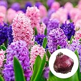 選べる花色「 ヒヤシンス 球根 【 赤花(ジャンボス) ３球】 」 球根 水栽培 水耕栽培 風信子 飛信子 錦百合 ふうしんし びしんし にしきゆり 宿根 ガーデニング hyacinth