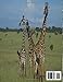 Serengeti National Park, Tanzania: Home to the Great Migration and a Diverse Array of Wildlife