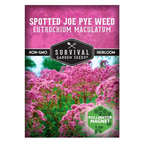 Survival Garden Seeds - Spotted Joe Pye Weed Seeds for Planting | Eutrochium maculatum | Butterfly Magnet | Perennial North American Native Wildflower - 1 Pack