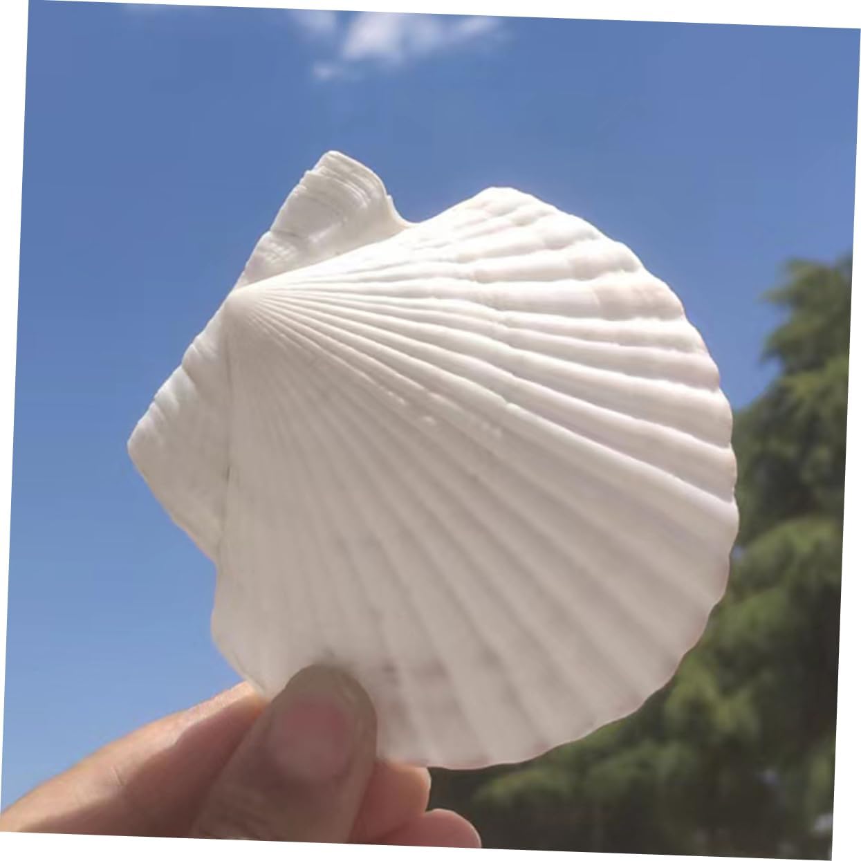 12pcs Natural Baking Shells Serving Dishes Pastry Plates Sea Shell Decor