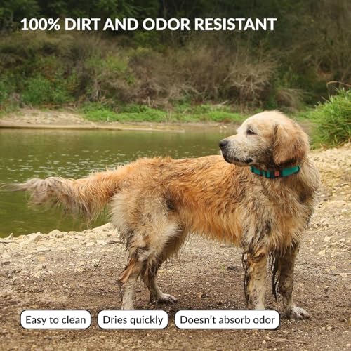 CollarDirect Wasserdichtes Hundehalsband Verstellbar – Silikon & Kunststoff, Geruchsresistent, Leicht zu Reinigen, Sicherheitsverschluss – für kleine, mittlere & große Hunde (Minzgrün, XL (45-66 cm))