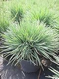 Blaues Schillergras Coolio - Koeleria glauca - Ziergras