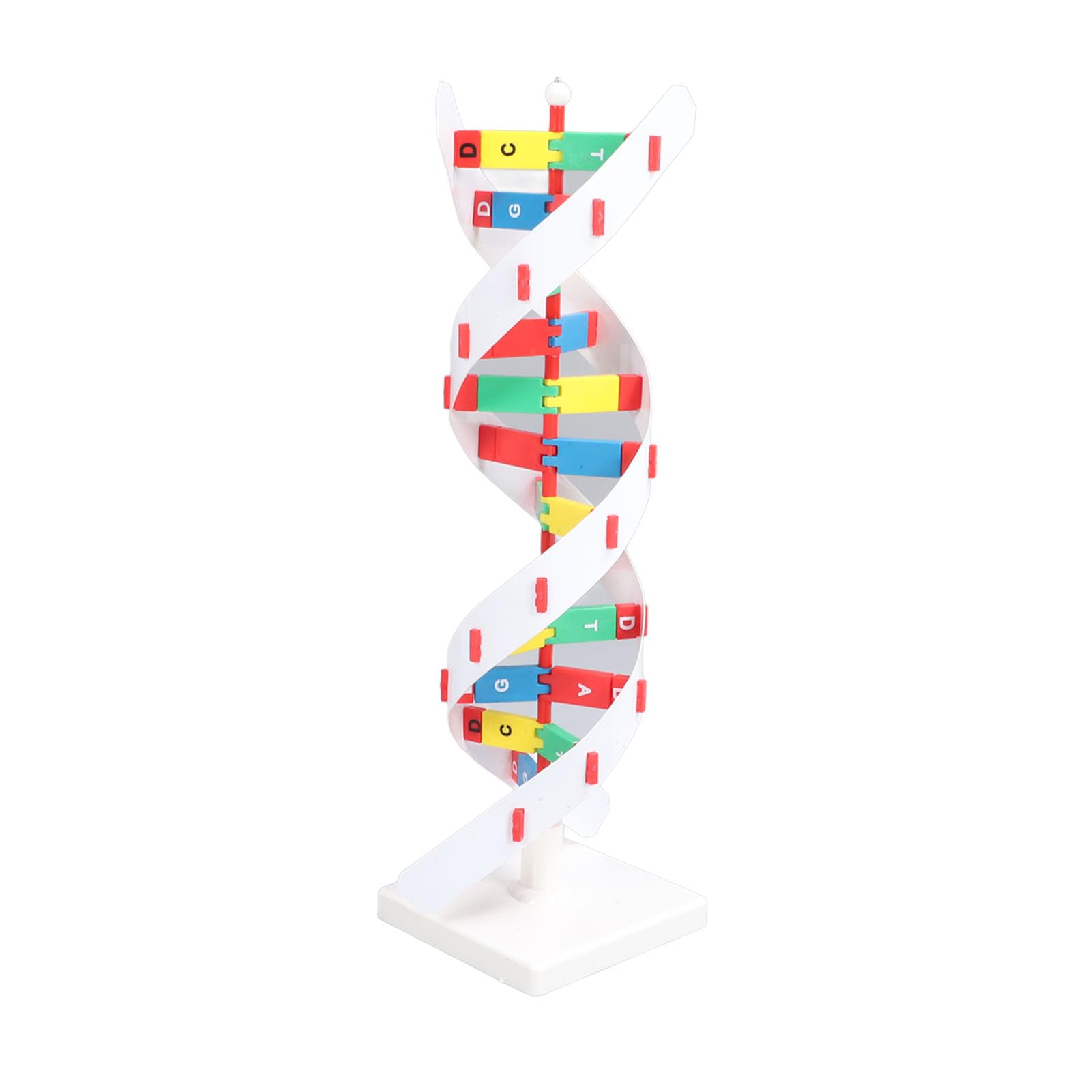 Kit Moo di DNA Fai-da-Te, Kit Educativo di Biologia Molecolare, Struttura a Doppia Costruibile, Strumento di Apprendimento Visivo Vivace per Studenti e Aule