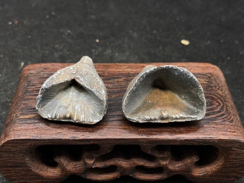 Rare Exquisite Morocco Coral Fossils from the Ice Age