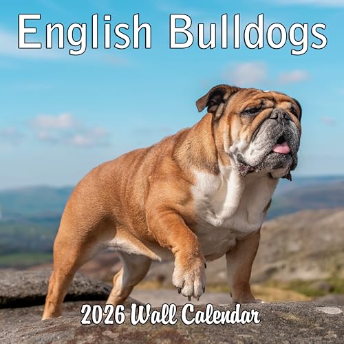 2026 English Bulldogs Wall Calendar