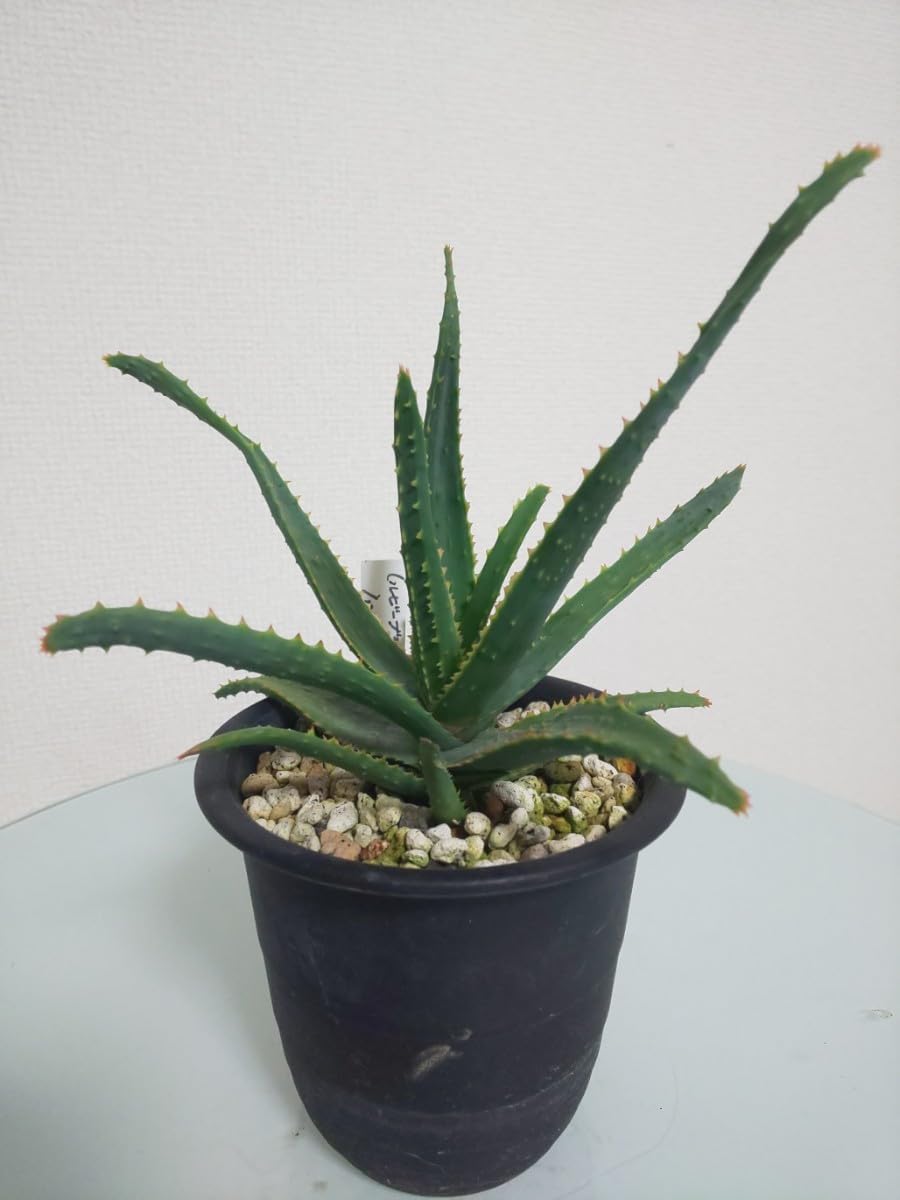 19 Aloe castilloniae hyb アロエ カスティロニアエハイブリッド