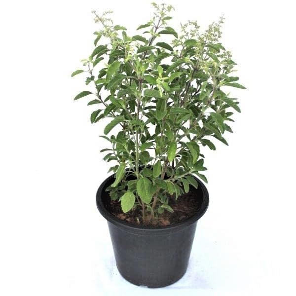 Guruji Plantation Live Herbal Real Ayurvedic Rama Tulsi Plant Holy Basil Ocimum Tenuiflorum Sacred Herb Tulasi Medicinal Culinary Green With Pot (B0CBFQV4PS) Amazon Price History, Amazon Price Tracker