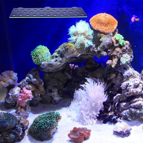 Support à corail fluorescent ERINGOGO acrylique 32 trous