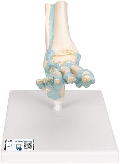 3B Scientific M34 Foot Skeleton w/ Ligaments - 3B Smart Anatomy