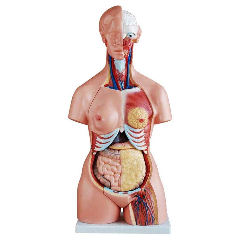 Anatomical Medical Torso Model 21arts 85cm Life Size Model with Removable Brain and Heart for Class Students Teaching Suppliers