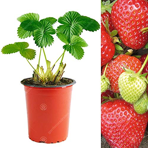 GardenersDream 5 x Cambridge Favourite Strawberry Plants - Bare Root Fruit Trees for Garden, Patio - GMO Free Hardy Outdoor Fruit Plants for Spring to Autumn -Garden Ready Bushes (5-10cm)