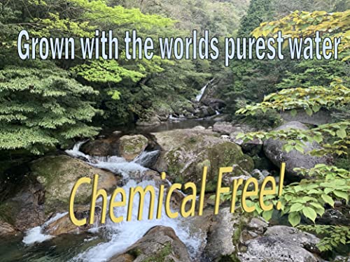 Turmeric Family Turmeric Tablets | Curcuma Longa | Farm Direct | Resealable Kraft Bag (Turmeric, 300 Tablets) #TOP7