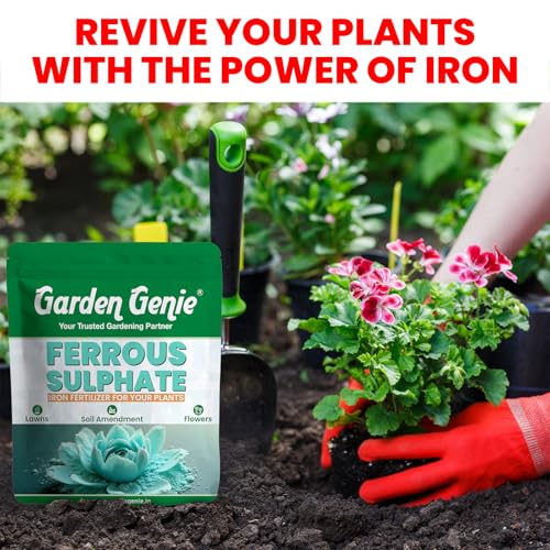 Image of Garden Genie Ferrous Sulphate Fertilizer For Plants Home Garden, 200Gm | Iron-Rich Micronutrient Supplement | Enhances Greener Leaves & Healthy Plant Growth | For Indoor & Outdoor Use,Powder