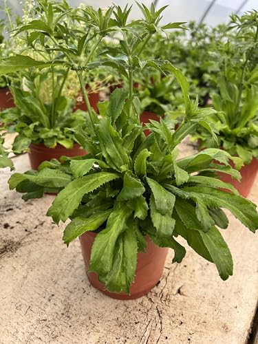Culantro en maceta- Pack de 2 Plantas viva - Planta aromatica
