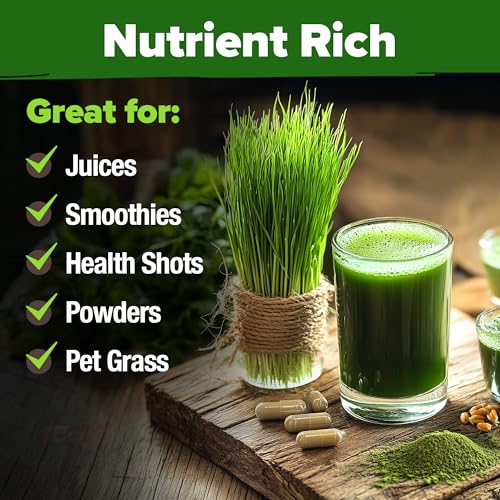 Image of HOME GROWN Hard Red Winter Wheatgrass Seeds 12,000+ Bulk 1.5 lb Heirloom Non-GMO, Sprouting for Juicing, Healthy Smoothies, Pet Cat Grass, Microgreens, Indoor Garden (Triticum aestivum)