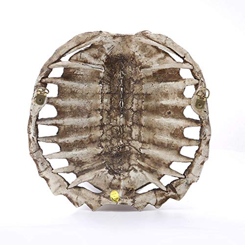 Résine murale écaille de tortue, cadeau idéal pour passionnés - 3