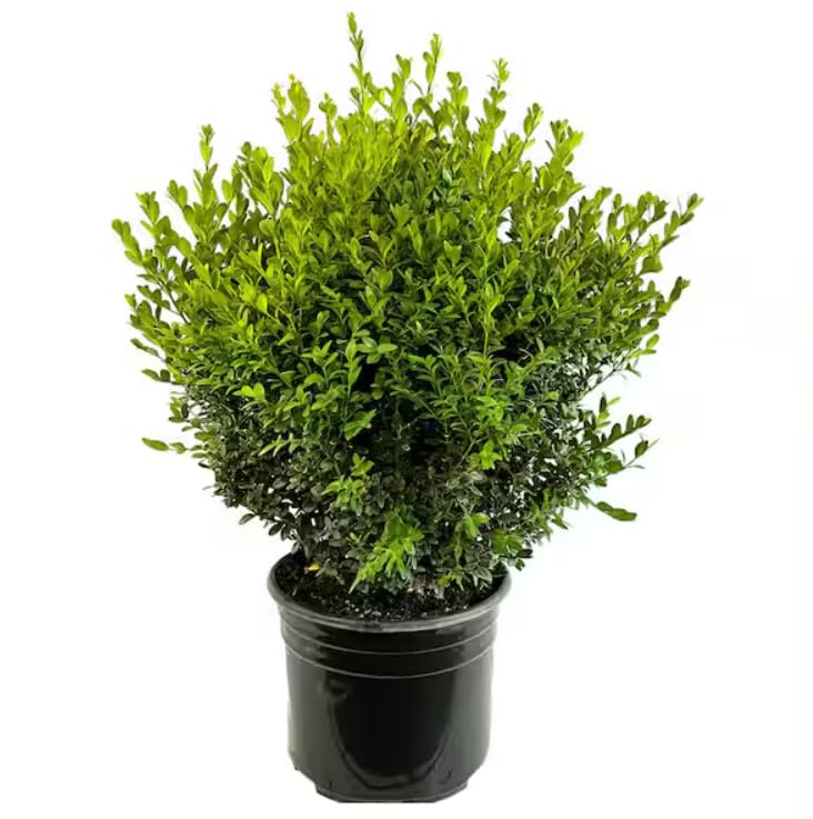 Boj o Buxua Natural - Arbusto Resistente Ideal para el Jardín
