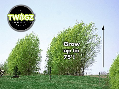 50 Hybrid Willow Trees. Austree grows 12 foot 1st year. Fastest growing tree