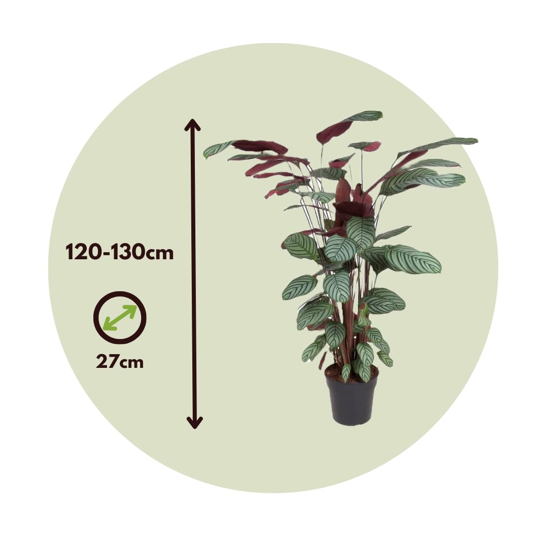 dracaena green jewel Dracaena Warneckii 'White Jewel' | Indoor Plant | Tropical Plant | Potted  Plant main image 1