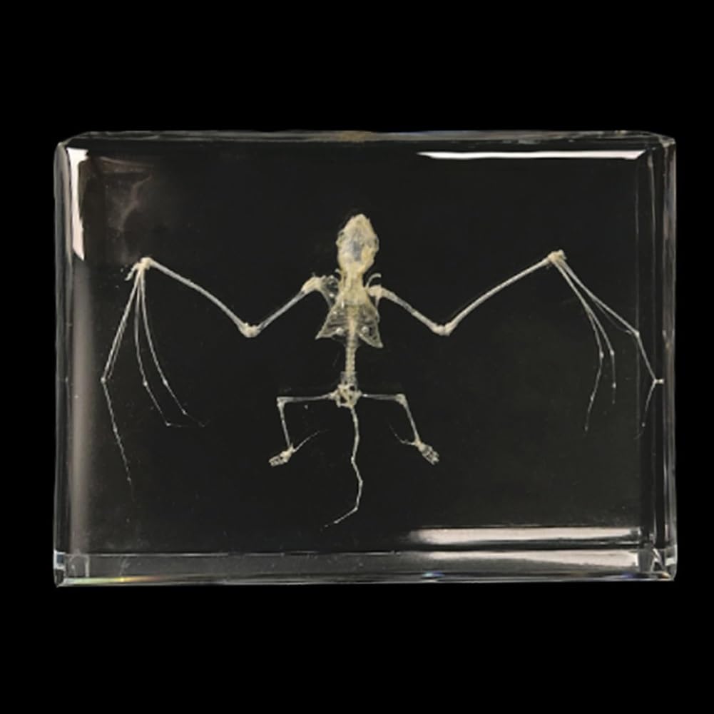 Atjogwin Bat Bone Real Bat Specimen In Acrylic For Science Education Fans Of Taxidermy(Bat Bone)