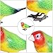 ibasenice Birds Figures Bird Toys Miniature Figurines, Tiny Toys Miniature s Parakeet Plush Plastic Parrot Model Outside Outside