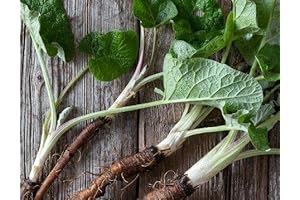 Burdock Root Seeds Organic: Takinogawa 100 Non-GMO, Heirloom Seeds for Planting
