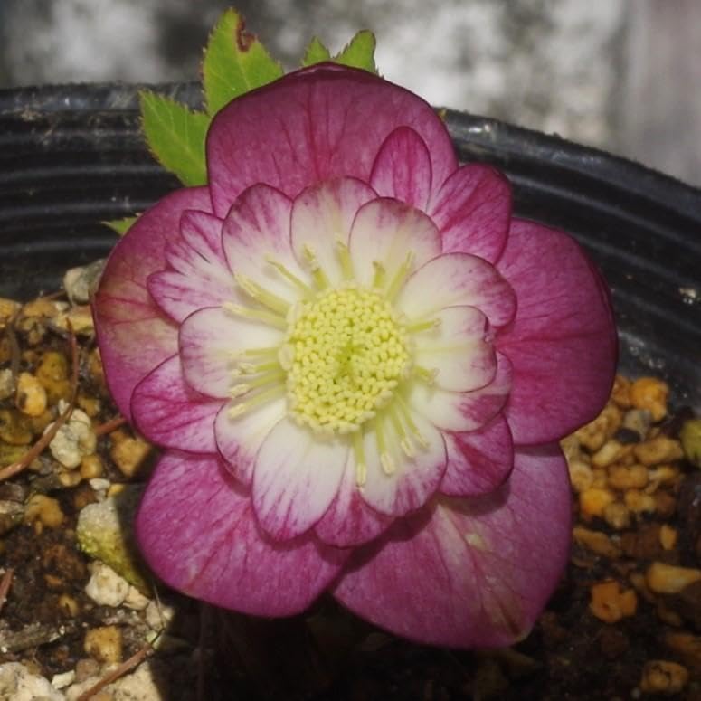 7398 ddコーラルレッドゴールド クリスマスローズ開花 加藤農園 【公式