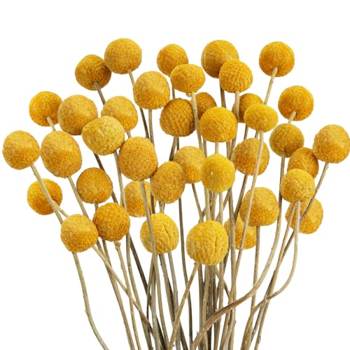 VirtuGro 30pcs Natural Dried Flowers Yellow...