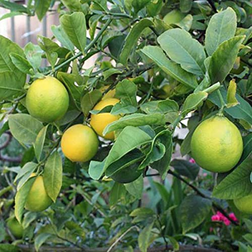 See full amazon price history chart for Mphmi Plantslive Nimboo, Lemon Tree (Seedless, Grafted)- Plant Mphmi Plantslive Nimboo, Lemon Tree (Seedless, Grafted)- Plant (B09NC5V66P) Amazon Price History, Amazon Price Tracker