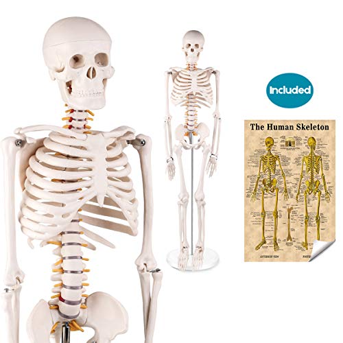 LYOU Mini Human Skeleton Model, Half Life Size Skeleton Replica with Removable Arms