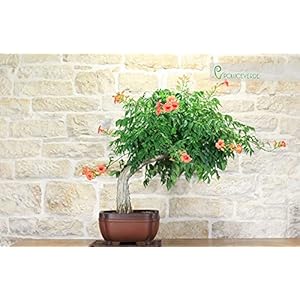 Bignonia bonsaiboom (5)